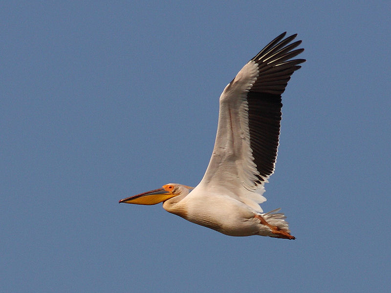 Pellicano Fiorentino - Pelecanus onocrotalus